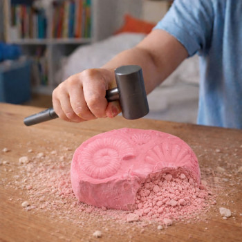 Morski Zestaw Archeologiczny Morskie Skamieniałości Muszle Narzędzia