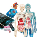 Naukowa Zabawa Super Anatomia Język Polski Clementoni 50919