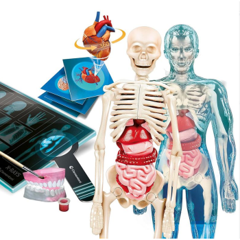Naukowa Zabawa Super Anatomia Język Polski Clementoni 50919