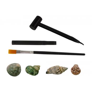 Zestaw Wykopaliska Skorupy Muszle Trzy Modele Niespodzianka